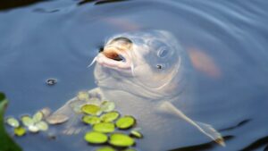 Wenn Sie Fische in den Schwimmteich einfügen, muss der Teich noch etwas größer und tiefer werden.