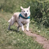 Sollten Hunde auf dem Laufband laufen?