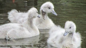 Enten mit Daunenfedern für die Daunendecke auf dem Teich