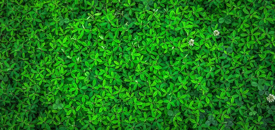 leaf-1498985_960_720