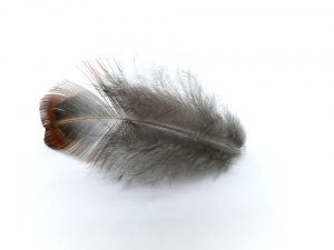 Einzelne Daunenfeder für eine Daunendecke