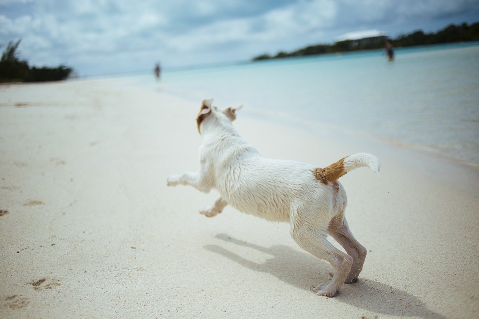 Dog 2617123