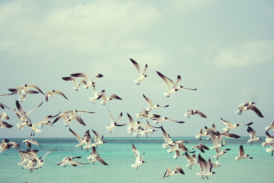 Seagulls 815304