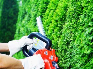 Heckenschneiden mit der Grizzly Akku Heckenschere im Test