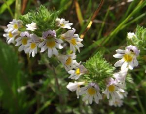 SAFLAX - Heilpflanzen - Augentrost - 200 Samen - Euphrasia officinalis
