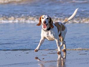 Aktiver Hund am Strand mit Wilderness Hundefutter Test
