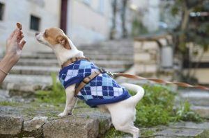 Hund frisst Wildkind Hundefutter aus Hand im Test