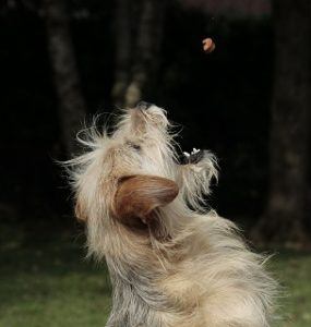 Hund fängt Reico Hundefutter im Test & Vergleich