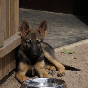 Hund wartet auf Futter im Wilderness Hundefutter Test