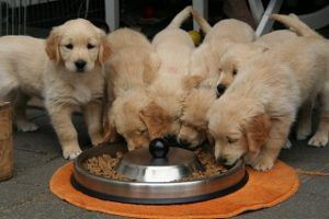 Schmackhaftes Reico Hundefutter für Welpen im Test