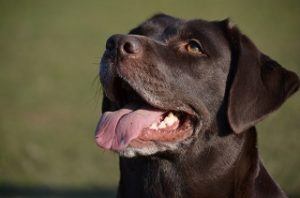 Wartender Hund im Wilderness Hundefutter Test