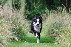Hund im Wilderness Hundefutter Test