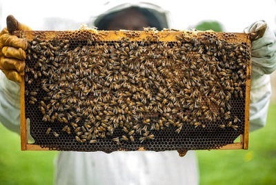 Das Interview über die Bienen vom bienenzucht-profi.de Onlineshop