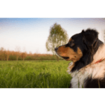 Online Hundetraining Test 2025 • Die 4 besten Online Hundetrainings im Vergleich