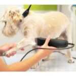 Hundeschermaschine Test 2025 • Die 4 besten Hundeschermaschinen im Vergleich