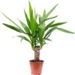 Yucca-Palme Test 2025 • Die 6 besten Yucca-Palmen im Vergleich