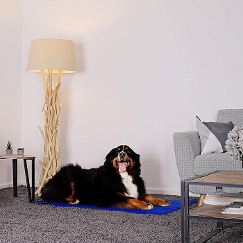 Welche Arten von Kühlmatten für Hunde gibt es im Test und Vergleich?