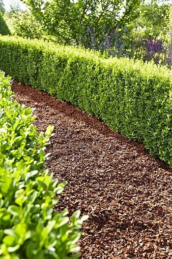 Welche Arten von Pinienmulch gibt es im Test und Vergleich?
