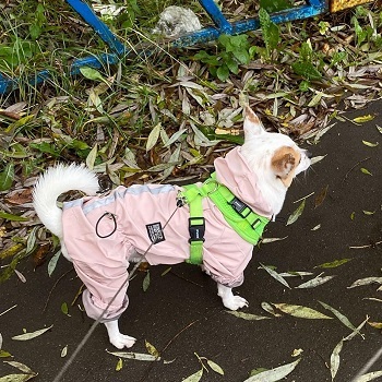 Wo kann ich einen Regenmantel für Hunde Testsieger kaufen und online bestellen?