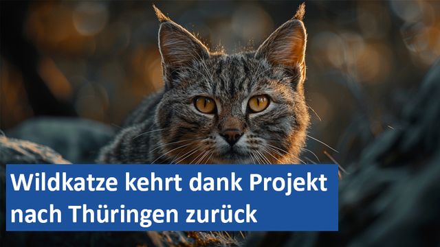 Wildkatze kehrt dank Projekt nach Thüringen zurück
