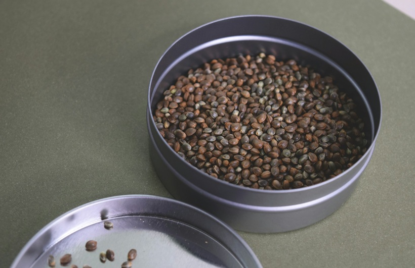 Analyse zum legalen Kauf von Hanfsamen in Deutschland